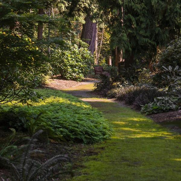 lush, green mossy pathway winding through a garden