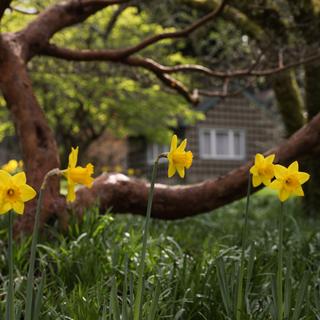 Yellow daffodils