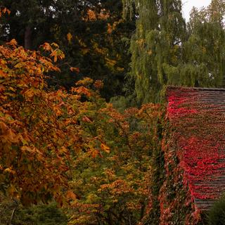 Boston ivy climbing all over a cottage wall and roof.