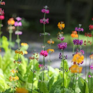 Colourful candelabra primula flowers