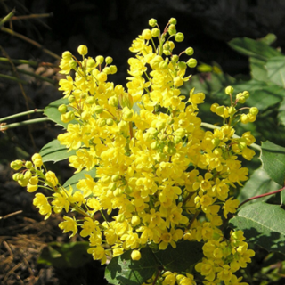 Creeping mahonia plant