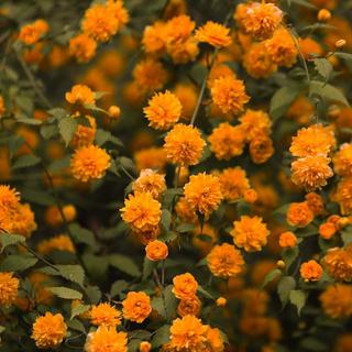 Orange double Japanese rose blooms