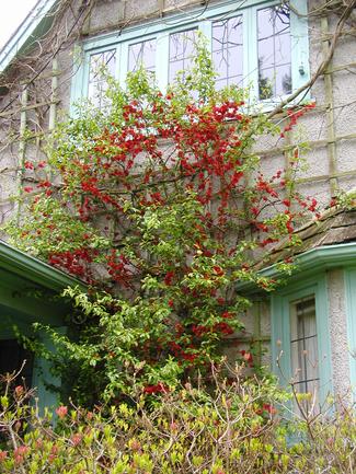 Milner Gardens Plant Pick Chaenomeles