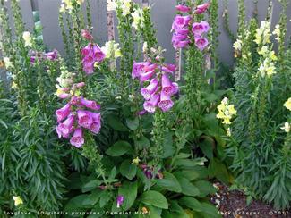 Plant Pick Digitalis purpurea