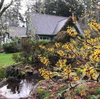Milner Gardens Plant Pick Chinese Witch Hazel
