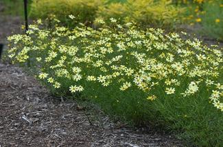 Plant Pick: Coreopsis verticillata 'Moonbeam'