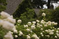 White flowering hydrangea shrubs lining a driveway towards a vine-covered cottage